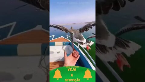 Patos Voando Próximo do Barco #shorts