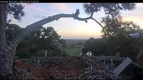 Great Horned Owl-Early Evening Drop-in 🦉 12/29/21 17:33