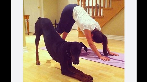 Funny dog doing yoga with owner.