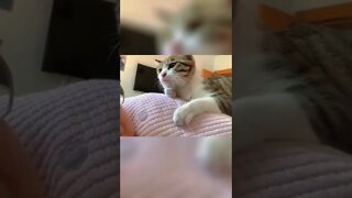 FUNNY CUTE KITTEN - Tiktok Compiled #Shorts