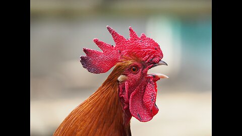 Smart rooster