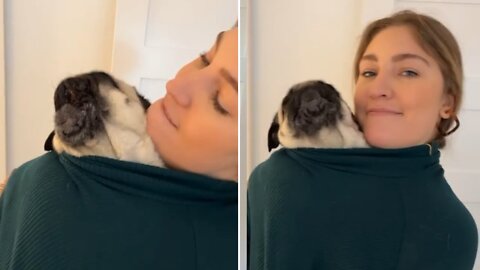 Pug hides in warm Cover adorable dog in owner's clothes