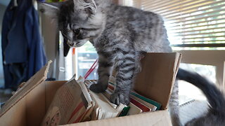 Hapless Dogs Try To Herd Rebellious Kittens