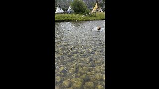 Golden retriever dog crosses river.