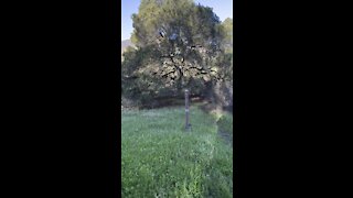 Mount Diablo Bicentennial Tree