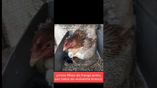 matriz mamangava com pintinhos (aves nossas)