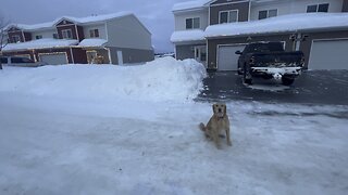 Miska running on ice