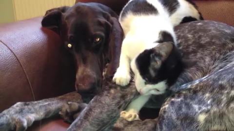 Cat decides to take nap on top of dog