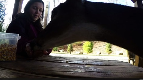 Hand-feeding wild deer leads to yucky slobber