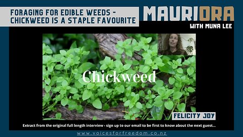 Edible Weeds: Chickweed Is A Staple Favourite In Winter