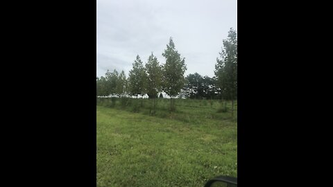 Exclamation sycamore trees at Highland Hill farm