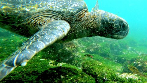 Swimmer surrounded by giant sea turtles in the Galapagos