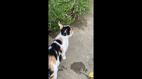 cat attack in tunnel