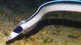 Diver follows beautiful and mysterious white eel hunting at night