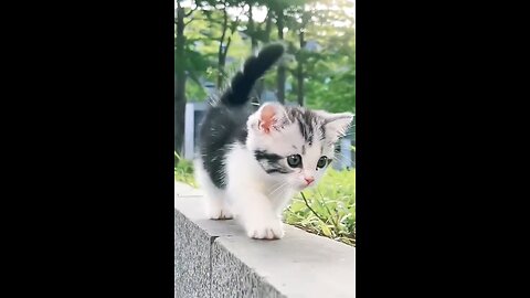 Cute Baby Cat Funny Video || 4K Best