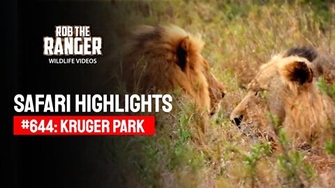 Safari Highlights #644: 22 November 2021 | Kruger National Park | Latest Wildlife Sightings