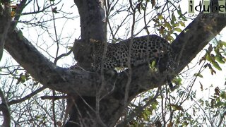 Leopard Eats An Impala