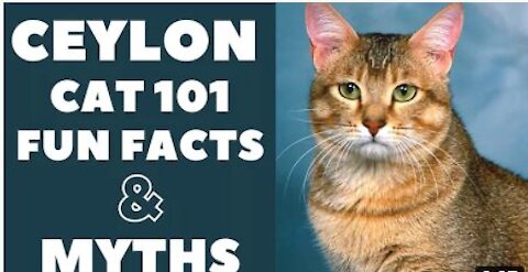 Ceylon Cats 101 : Fun Facts & Myths