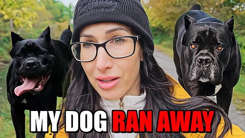 My Dog Ran Away - Dog Squad Walk & Talk #dog #canecorso