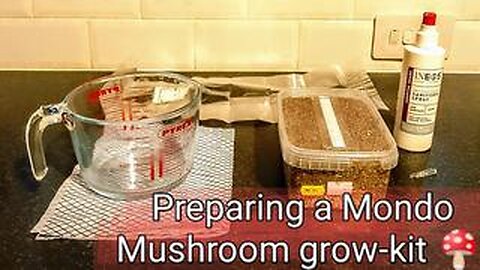 HOW TO PREPARE A MONDO MUSHROOM GROW-KIT FOR COLONISATION!🍄