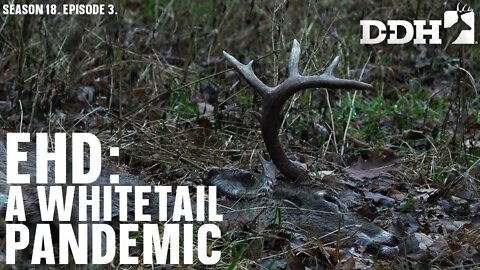 EHD: A Whitetail Pandemic | Deer & Deer Hunting TV