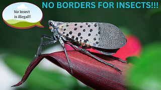 NO BORDERS FOR INSECTS!!