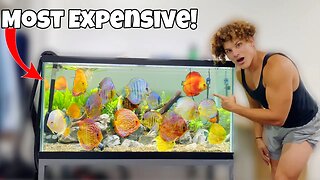 Buying World's MOST EXPENSIVE Fish For My AQUARIUM!