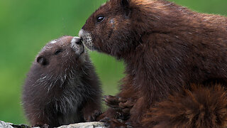 How The Vancouver Island Marmot Will Soon Be Gone!