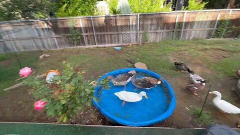 Ducks and Drakes in their nuptials feathers