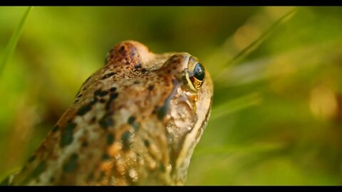 frog in the wild hid among leaves and sticks Macro shooting