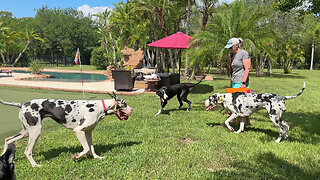 Great Dane sisters are excited to visit for pool party play date