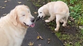 Pup successfully leads blind dog on a leash