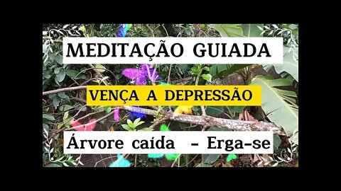 MEDITAÇÃO GUIADA - Vença a Depressão - ÁRVORE CAÍDA