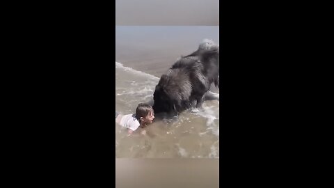 Amazing dog rescue