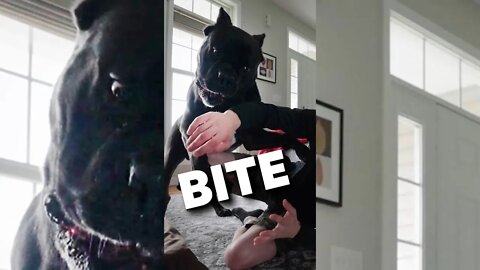 Cane Corso BITES For Play & Wrestles Hard