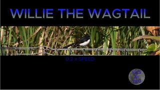 WILLIE THE WAGTAIL