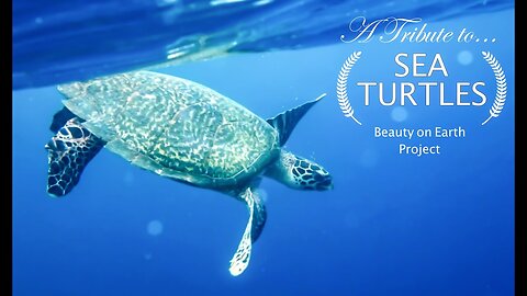 This is how HUMANITY IS CAUSING THE EXTINCTION OF THE SEA TURTLES? | SHORT FILM