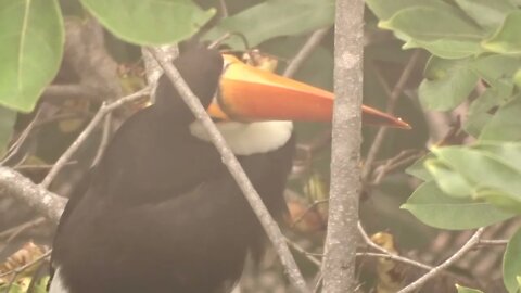 Tucano comendo ingá