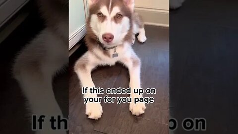 My husky puppy has a message FOR YOU!!! #husky #puppy #huskypuppy #siberianhusky #puppies