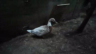 One of my cross breed ducks 27th June 2021