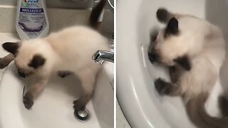 Kitten Tries To Rescue Toys From Drain