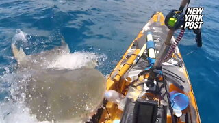 Huge tiger shark attacks kayak off coast of Hawaii in wild video