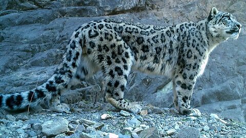 The Future of Snow Leopards (Pakistan)