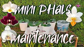 Care Pest Prevention Tips for Mini Phalaenopsis Orchids | Stop Pests BEFORE they TRY #ninjaorchids
