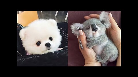 Cute Baby Animals Videos Compilation | Funniest Moment of The Animals | Lively Funny Animal