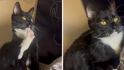 Cat Has Priceless Reaction After Spotting A Bird