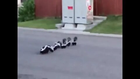 Momma skunk leading her family