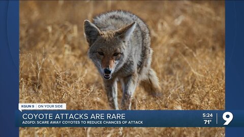 After reports of Scottsdale coyote attacks, should residents worry?