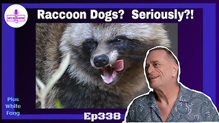 Raccoon Dogs? Seriously?!