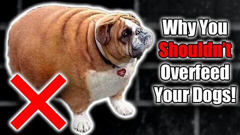 Why You Should NOT to Overfeed Your Dogs! | Bullly's From UK